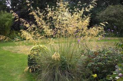 Stipa gigantea