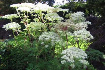 Selinum wallichianum