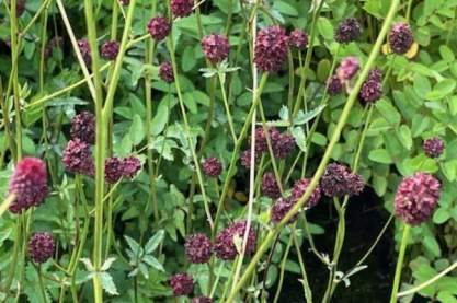 Sanguisorba 'Japan'