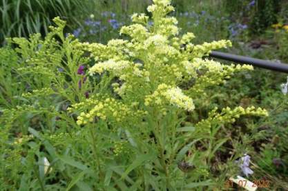 Solidago 'Moonlight Glory'