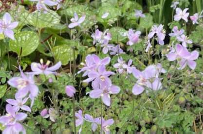 Thalictrum 'Chantilly Lace'