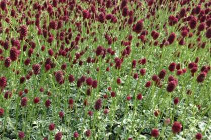 Sanguisorba minor 'Little Angel'