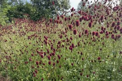 Sanguisorba 'Lobby'