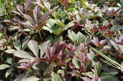 Rodgersia 'Dark Pokers'