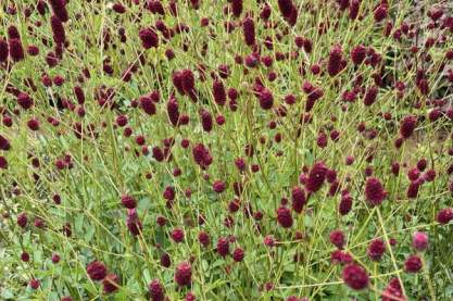 Sanguisorba ' Beetle Wings'