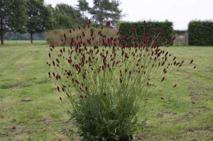 Sanguisorba off. 'Red Spikes'