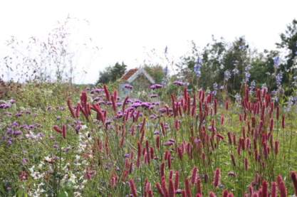 Sanguisorba 'Black Thorn'