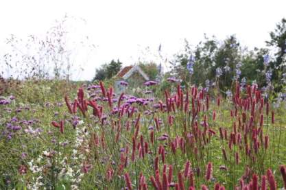 Sanguisorba 'Black Thorn'