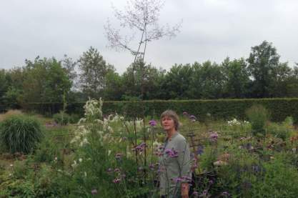 Thalictrum 'Ulrike'