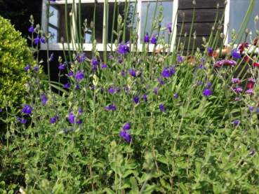 Salvia micr. 'Billiers'