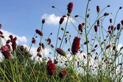 Sanguisorba off. 'Bommel'