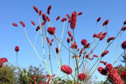 Sanguisorba 'Tall Raspberry'