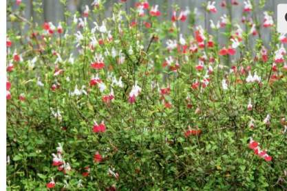 Salvia micr. 'Hot Lips'