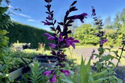 Salvia 'Pink Amistad'