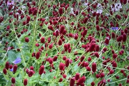 Sanguisorba 'Crimson Queen'