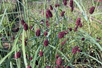 Sanguisorba 'Joni'