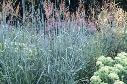 Sorghastrum 'Indian Steel'