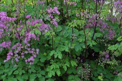 Thalictrum 'Black Stockings'