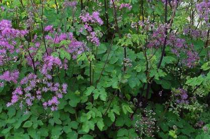 Thalictrum 'Black Stockings'