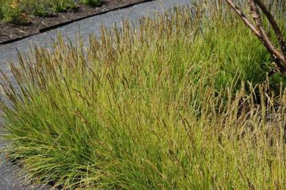 Sesleria autumnalis