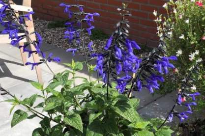 Salvia greggii 'Blue Note'