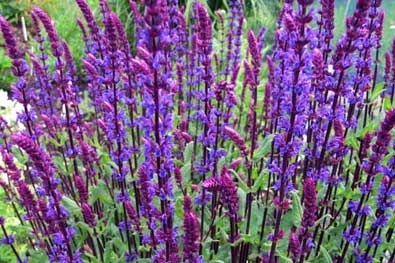 Salvia nem. ' Caradonna '