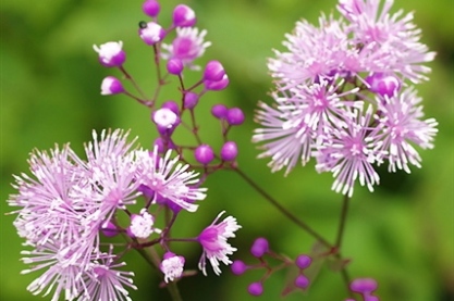 Thalictrum 'Perfume Star'