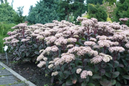 Sedum ' Matrona '