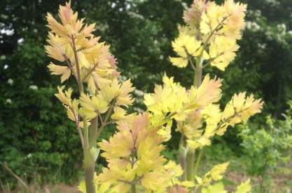 Thalictrum flavum 'Illuminator'