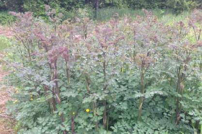 Thalictrum 'Elin'