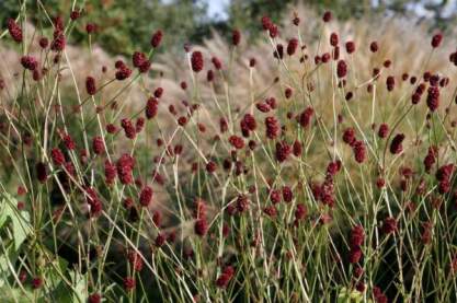 Sanguisorba off. 'Dancing Red'