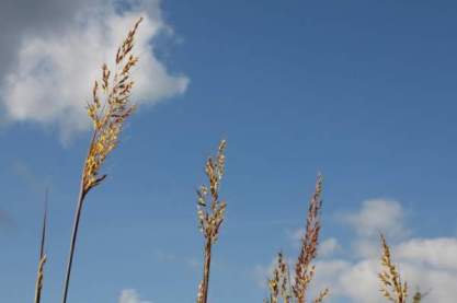 Sorghastrum nutans 'Sioux Blue'