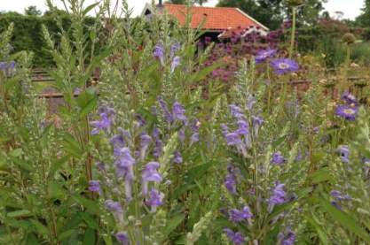 Scutellaria incana