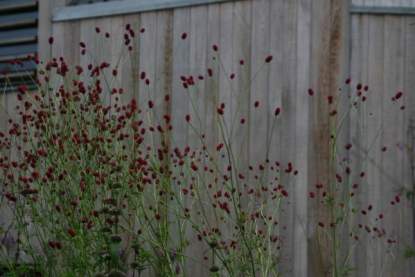 Sanguisorba off. 'Arnhem'