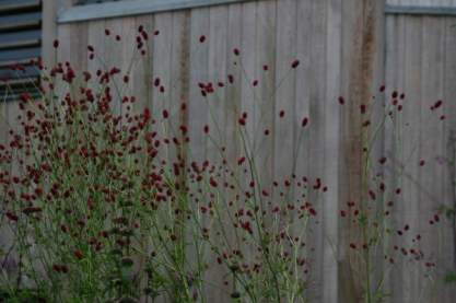 Sanguisorba off. 'Arnhem'