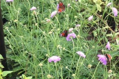 Scabiosa columbaria 'Butterfly Blue'