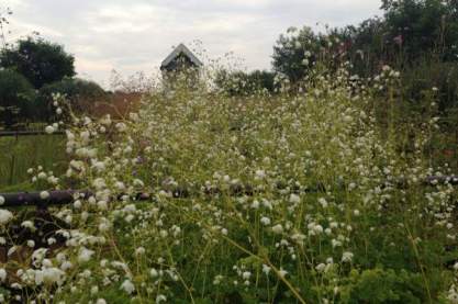 Thalictrum 'Slendide Wit'