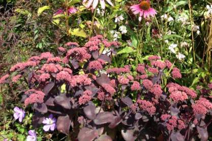 Sedum 'Karfunckel Stein'