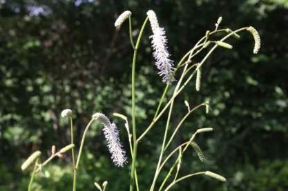 Sanguisorba ten. 'Alba'