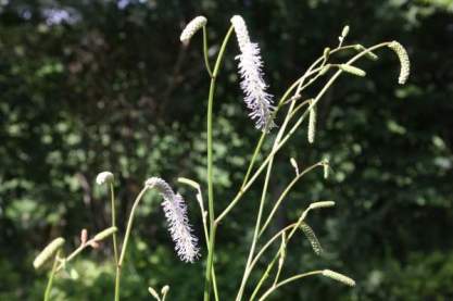 Sanguisorba ten. 'Alba'