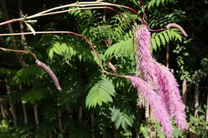 Sanguisorba 'Lilac Squirrel