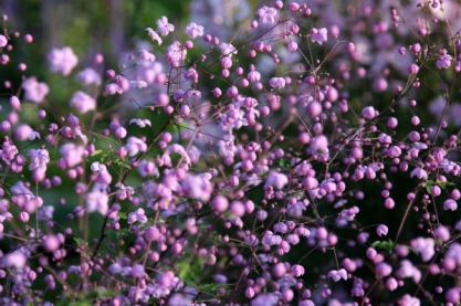 Thalictrum del. ' Splendide '