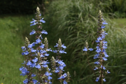 Salvia uliginosa