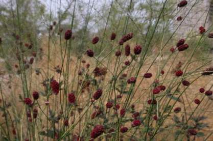 Sanguisorba 'Tully'