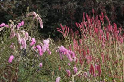 Sanguisorba 'Pink Brushes'