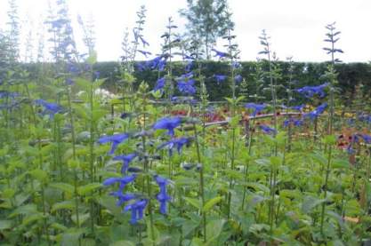 Salvia guaranitica 'Blue Enigma'