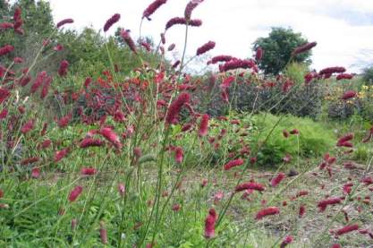 Sanguisorba 'Long Tall Red'