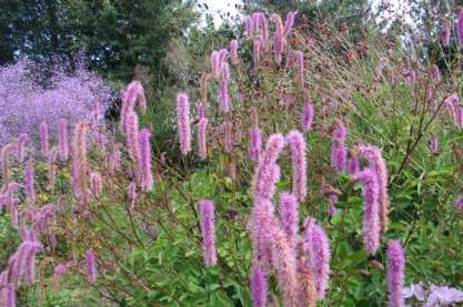 Sanguisorba hakusanensis