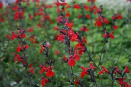 Salvia greggii 'Royal Bumble'