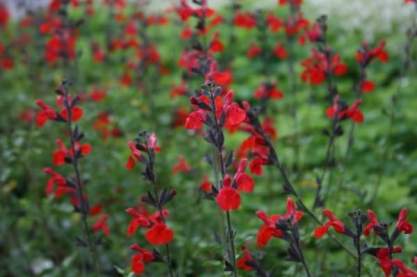 Salvia greggii 'Royal Bumble'